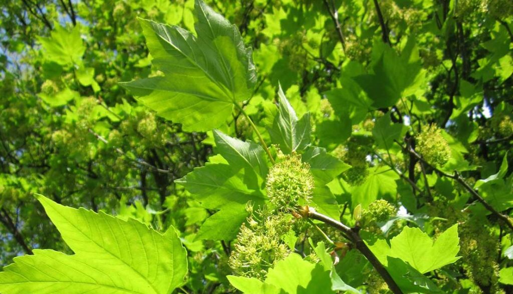 difesa fitosanitaria